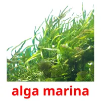 alga marina ansichtkaarten