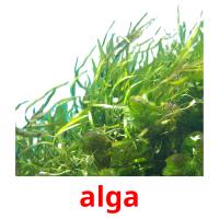 alga picture flashcards