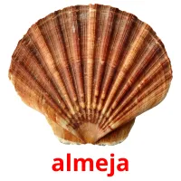 almeja Bildkarteikarten