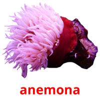 anemona picture flashcards