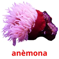 anèmona ansichtkaarten