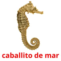 caballito de mar ansichtkaarten