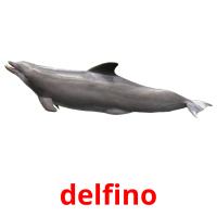 delfino cartes flash