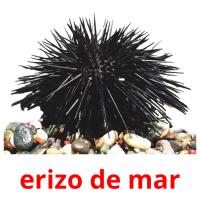 erizo de mar cartões com imagens