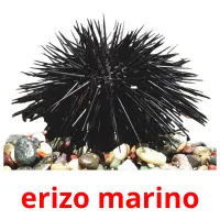 erizo marino ansichtkaarten