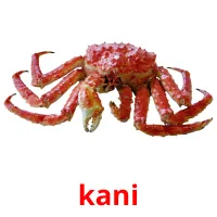 kani Bildkarteikarten