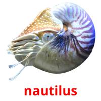 nautilus cartões com imagens