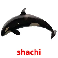 shachi Bildkarteikarten