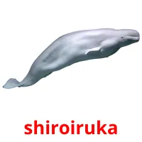 shiroiruka Bildkarteikarten