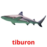 tiburon Bildkarteikarten
