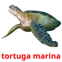 tortuga marina ansichtkaarten