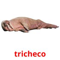 tricheco cartes flash