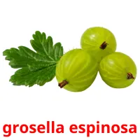 grosella espinosa Tarjetas didacticas