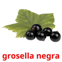 grosella negra Tarjetas didacticas