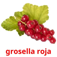 grosella roja Tarjetas didacticas