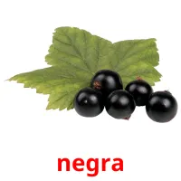 negra Bildkarteikarten