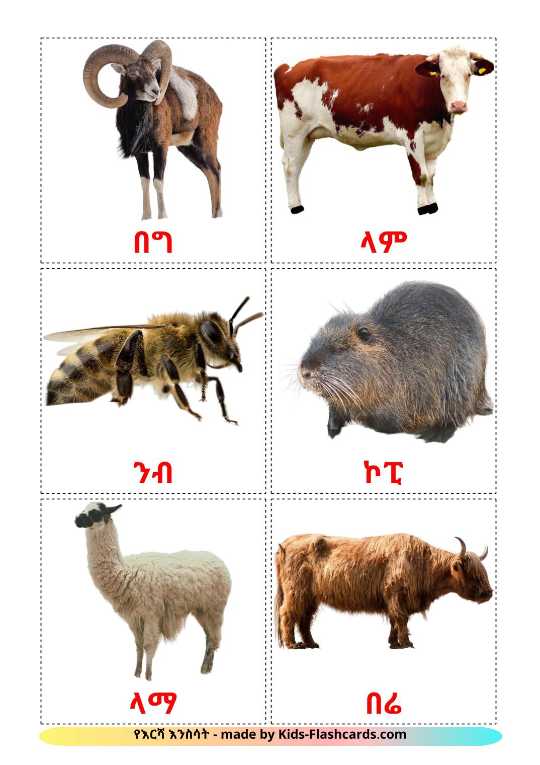 Farm animals - 15 Free Printable amharic Flashcards 