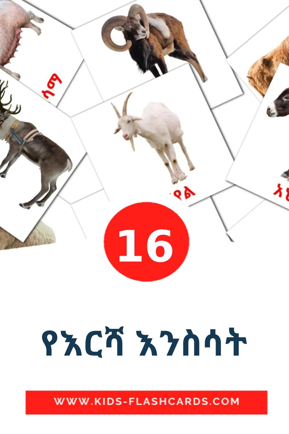 16 የእርሻ እንስሳት Bildkarten für den Kindergarten auf Amharische