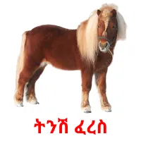 ትንሽ ፈረስ Bildkarteikarten