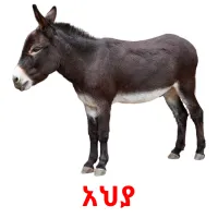 አህያ Bildkarteikarten