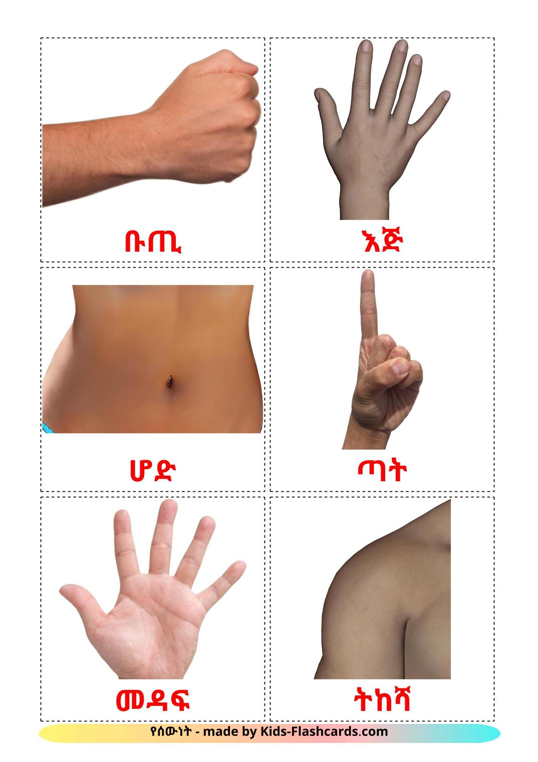 Body Parts - 26 Free Printable amharic Flashcards 