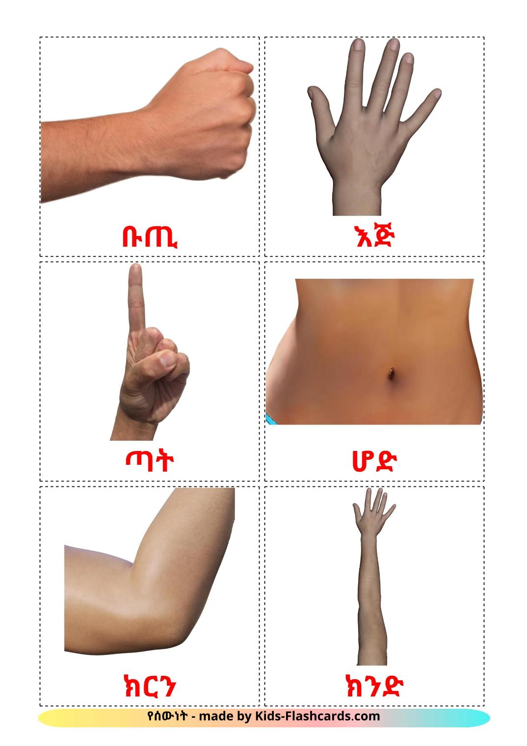 Body Parts - 26 Free Printable amharic Flashcards 