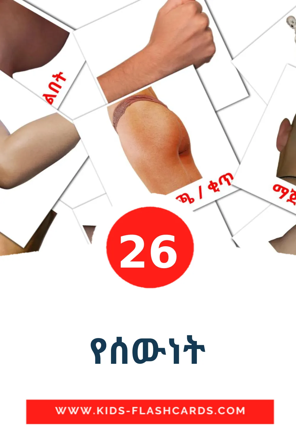 26 የሰውነት Picture Cards for Kindergarden in ahmárico