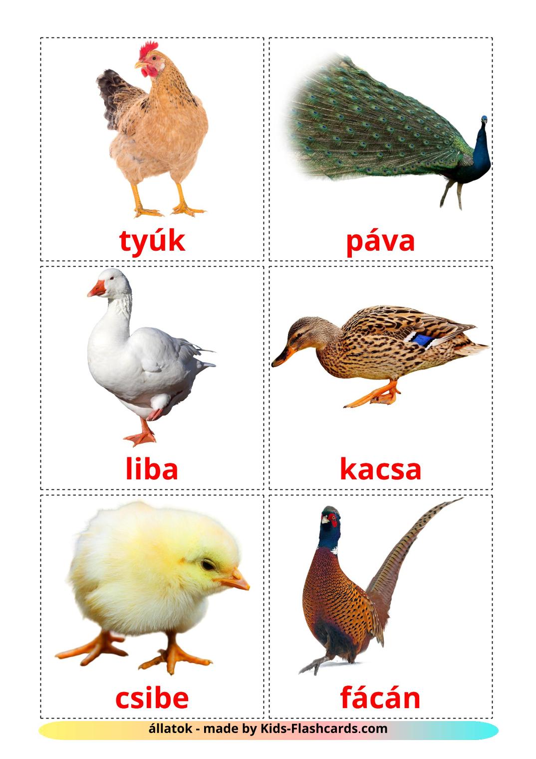 Uccelli di fattoria - 11 flashcards amárica stampabili gratuitamente