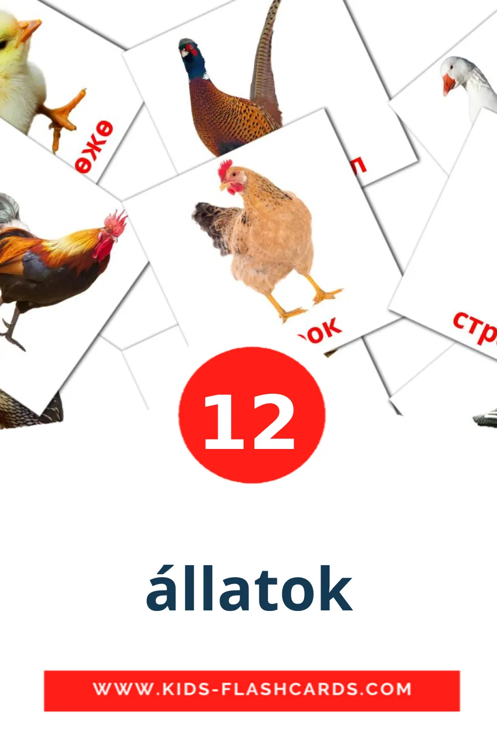 12 carte illustrate di állatok per la scuola materna in amárica