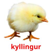kyllingur flashcards illustrate