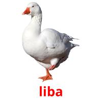 liba flashcards illustrate