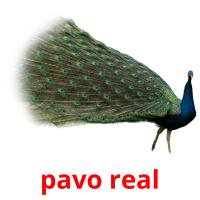 pavo real cartões com imagens