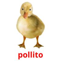 pollito cartões com imagens