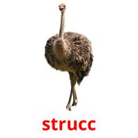 strucc picture flashcards