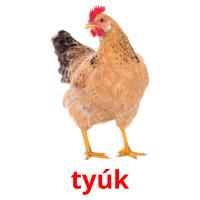 tyúk picture flashcards