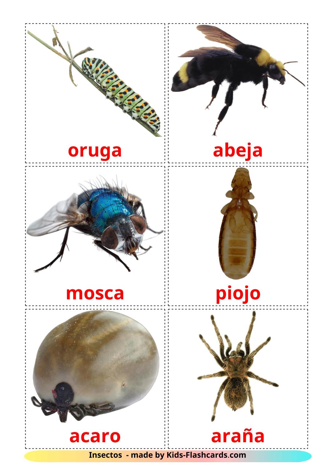 Insekt - 23 kostenlose, druckbare Amharische Flashcards 