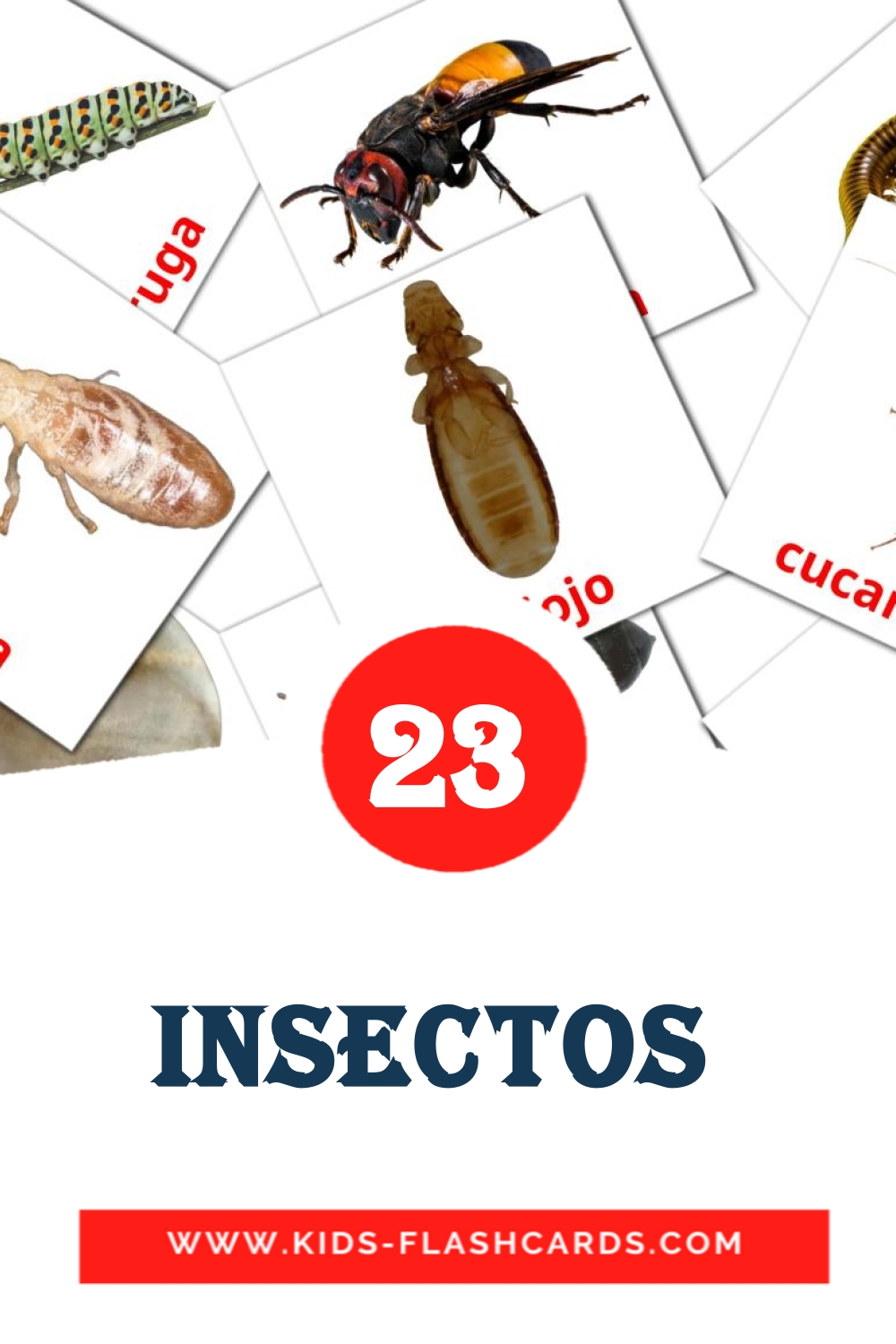 23 carte illustrate di Insectos per la scuola materna in amárica