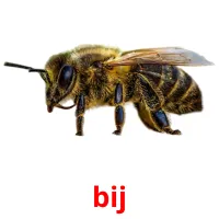 bij flashcards illustrate