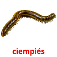 ciempiés cartes flash