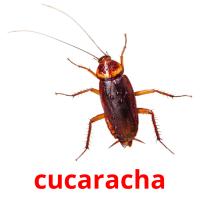 cucaracha Tarjetas didacticas