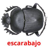 escarabajo cartões com imagens