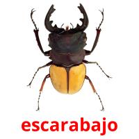 escarabajo flashcards illustrate