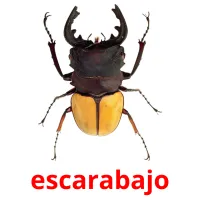 escarabajo cartes flash