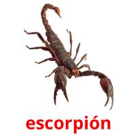 escorpión Tarjetas didacticas