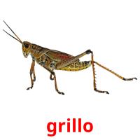 grillo picture flashcards