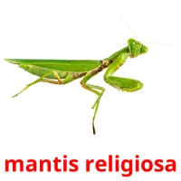 mantis religiosa picture flashcards