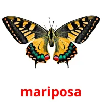 mariposa cartes flash