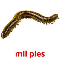 mil pies picture flashcards