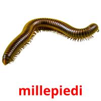 millepiedi picture flashcards