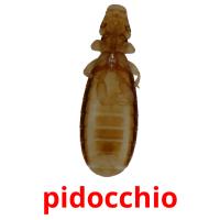 pidocchio picture flashcards